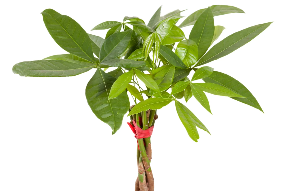 Pachira aquatica îngrijire jpeg