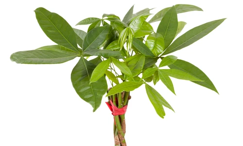 Pachira aquatica îngrijire jpeg