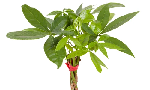 Pachira aquatica îngrijire jpeg