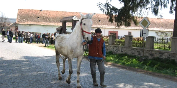 Proprietarii cailor bolnavi sunt despăgubiţi, în medie, cu 2.500 de lei. Foto: Arhivă