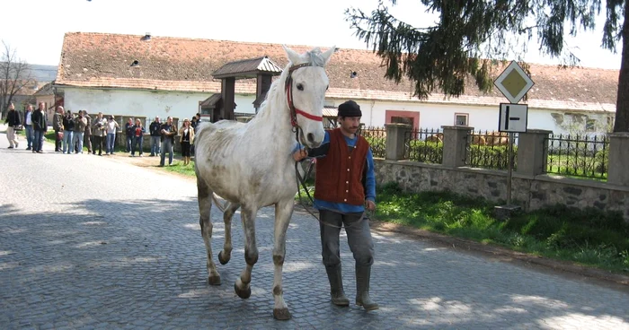 Proprietarii cailor bolnavi sunt despăgubiţi, în medie, cu 2.500 de lei. Foto: Arhivă