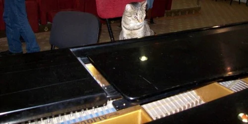 Pisica adoră să asculte muzică clasică