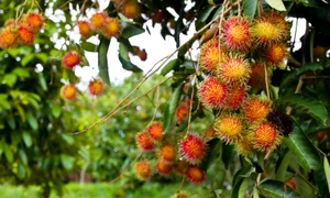 14531154   rambutan fruit in the garden jpeg