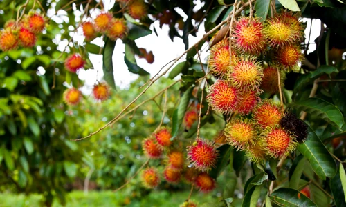 14531154   rambutan fruit in the garden jpeg