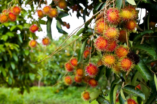 14531154 rambutan fruit in the garden jpeg