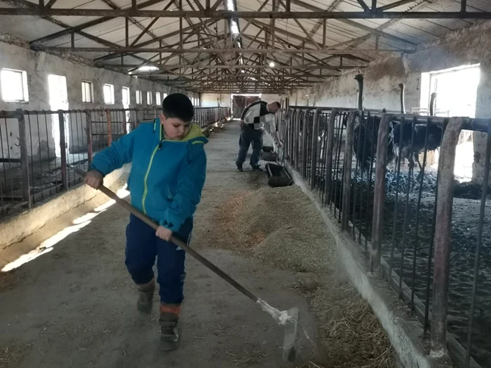 Ferma de struţi de la Teremia Mare FOTO Ş.Both