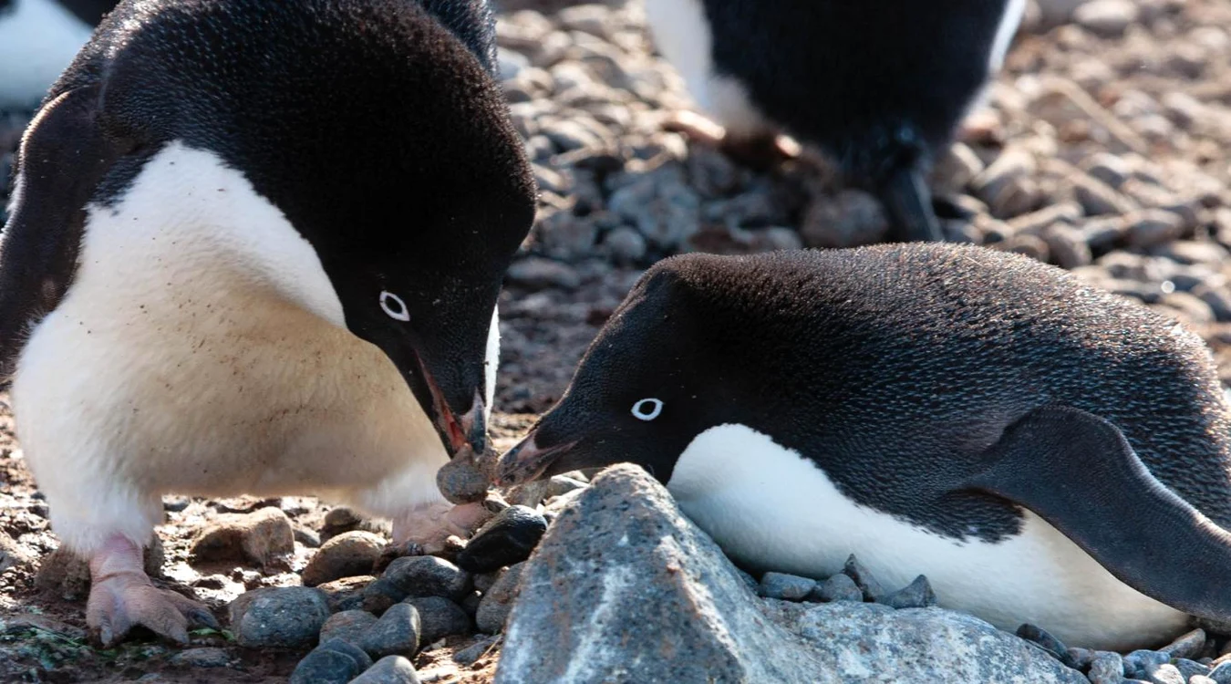 Pinguinii Adelie își cer partenera în „căsătorie” / foto: wwf.org.uk