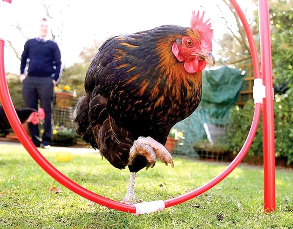 Martie 2015. Rosie păşeşte ţanţoşă pe iarba din faţa caseifoto: Click!