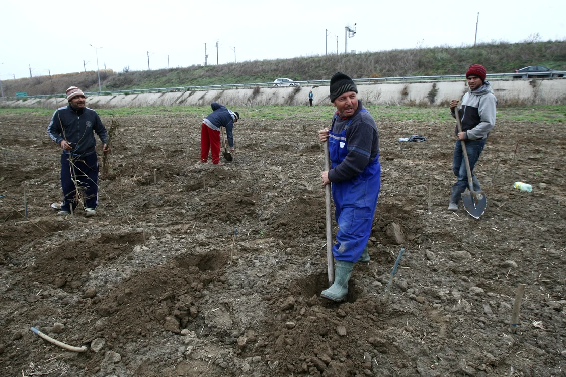 Anul acesta au fost plantate perdele forestiere pe o lungime de 22,6 km
