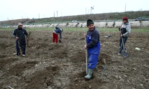 plantare perdele forestiere jpeg
