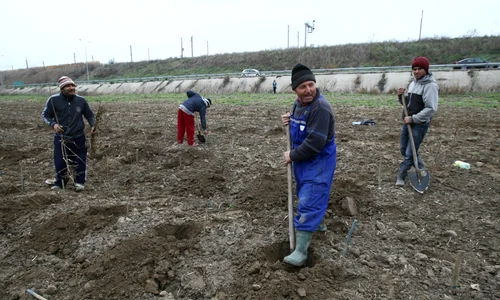 plantare perdele forestiere jpeg