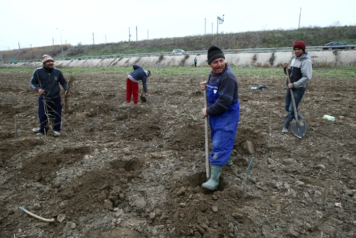 
    Anul acesta au fost plantate perdele forestiere pe o lungime de 22,6 km  