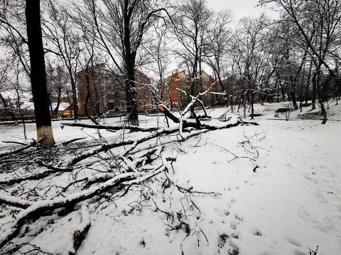 Arbori prăbușiți în Hunedoara. Foto: Daniel Guță