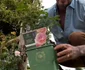 De curând, a plantat trandafiri în propria grădină  Foto/TikTok