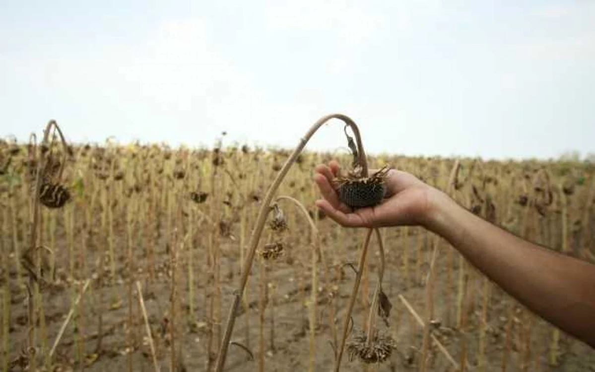 Producție mică de floarea soarelui din cauza secetei FOTo: arhiva