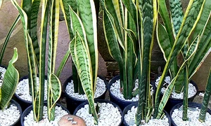 Plante de interior care aduc ghinion   aşezaţi limba soacrei într un loc luminos şi ferit, pentru a scăpa de energiile negative pe care le atrage jpeg