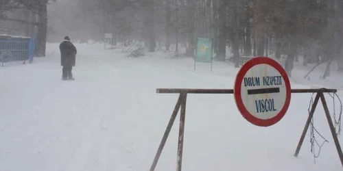 Cod galben de viscol