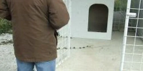 Buzău: Casă nouă pentru câinii comunitari din Buzău
