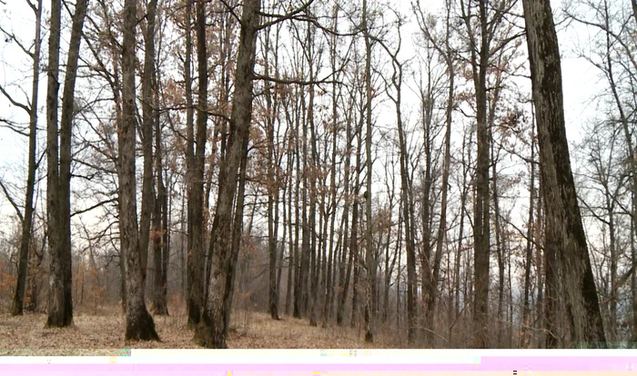 Sinucigaşul a fost găsit la mică distanţă de casă, în pădure. FOTO: Arhivă