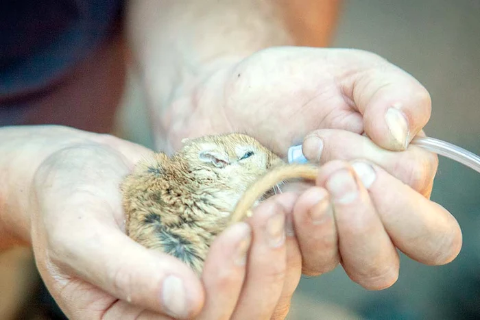 Salvatorul i-a pus repede masca de oxigen (Fotografii: Photoland/Caters)