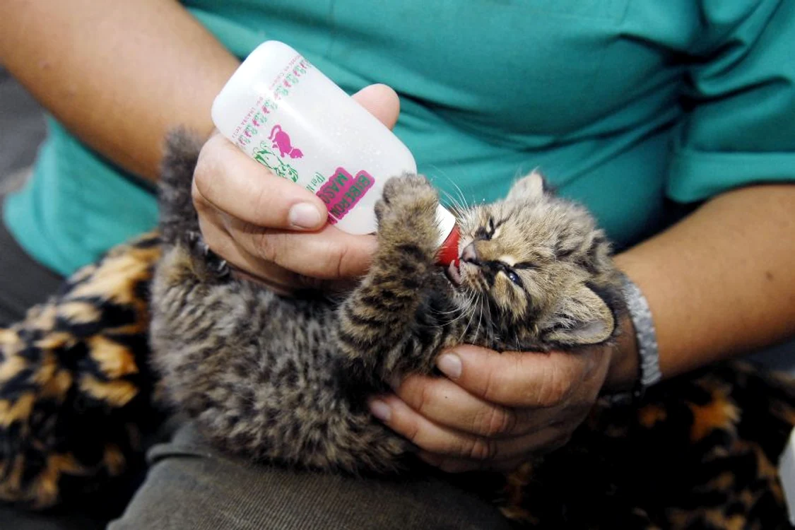 Puiul de pisică guina s-a obişnuit destul de repede cu oamenii. (Foto: Reuters)