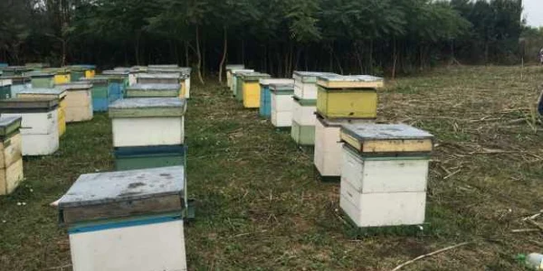 Apicultorii din Dolj se plâng că nu au făcut producţie anul aesta mai deloc