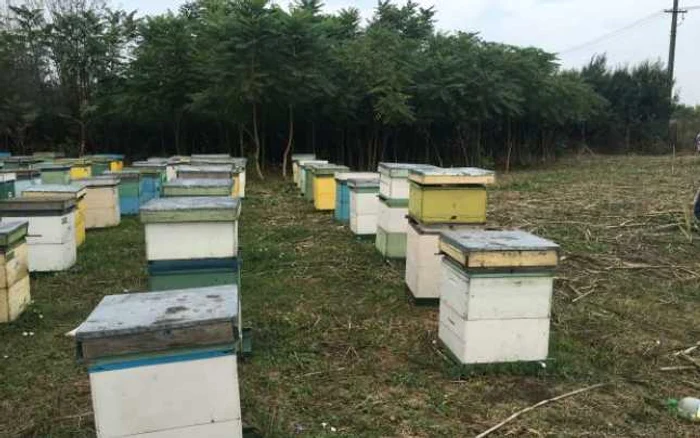 Apicultorii din Dolj se plâng că nu au făcut producţie anul aesta mai deloc