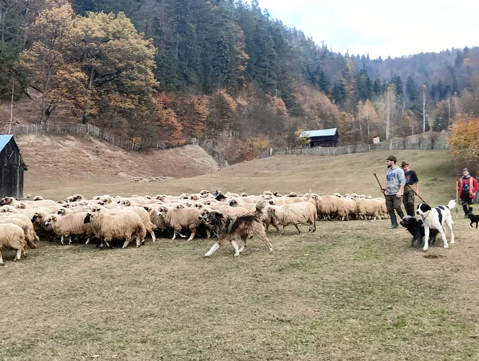 Fermier pe Valea Trotușului FOTO M.A.