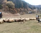 ferma Cotfas Asău (11) jpg