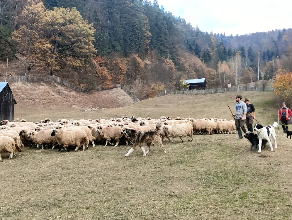 Fermier pe Valea Trotușului FOTO M.A.