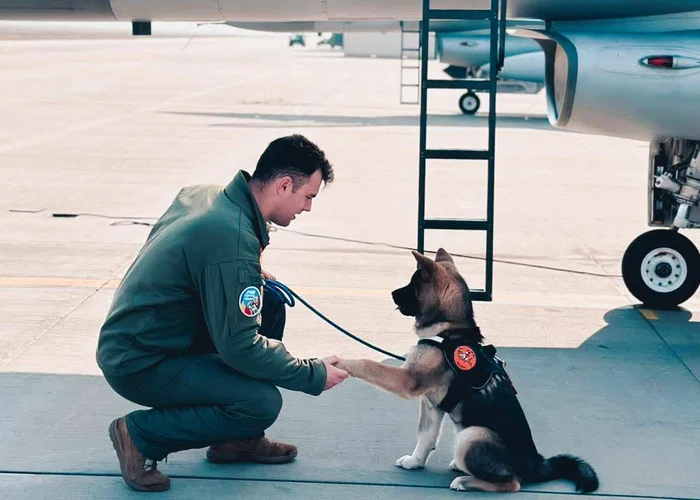 Militarul a intervenit să salveze un câine FOTO Armata Română / Facebook