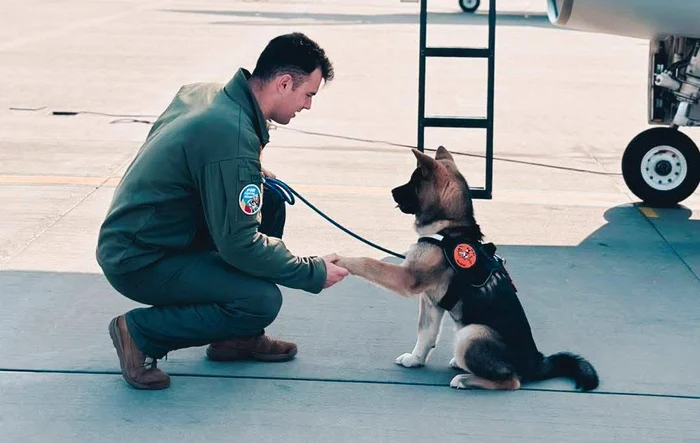 Militarul a intervenit să salveze un câine FOTO Armata Română / Facebook 