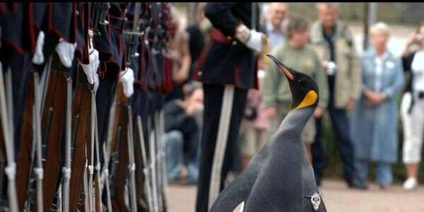 Pinguinul Sir Nils Olav FOTO Twitter @Dvid_1100