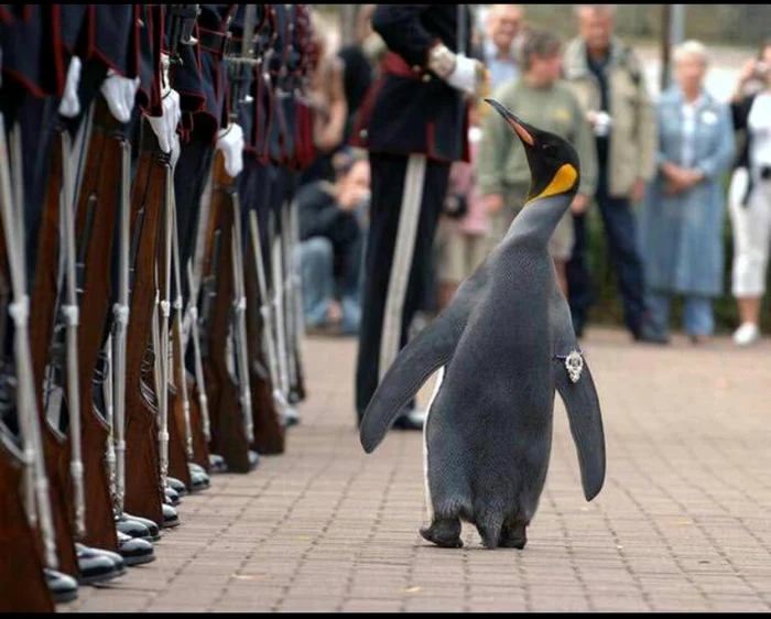 Pinguinul Sir Nils Olav FOTO Twitter @Dvid_1100