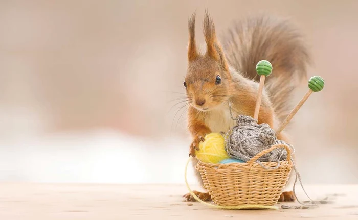 
    Am uitat de ghinde  şi alune, acum trebuie  să lucrez la andrele...   