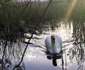 Lebedele de pe malul Streiului  Foto Daniel Guță (5) jpg