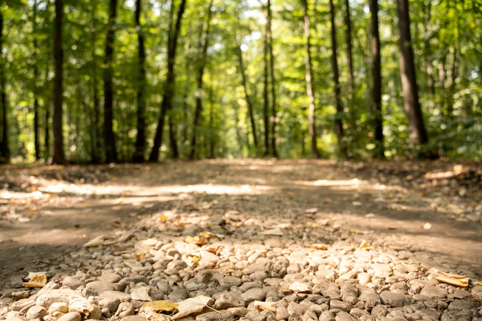 Echipa PRO TV a amenajat inclusiv drumul de acces spre fermă