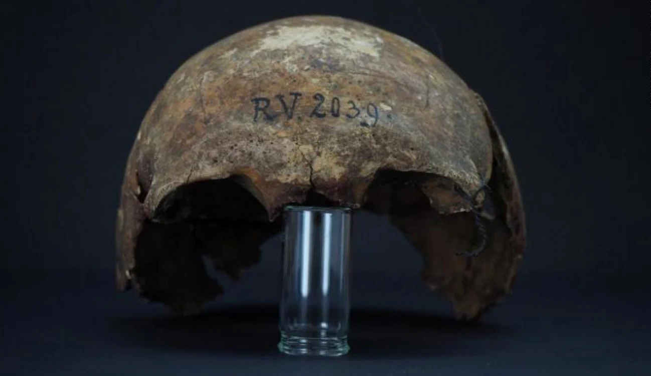 Craniul vanator culegatorului descoperit in Letonia Foto Dominik Goldner BGAEU Berlin