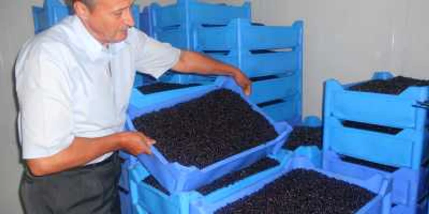 Localnicii din anumite zone ale județului trăiesc din culescu fructelor de pădure