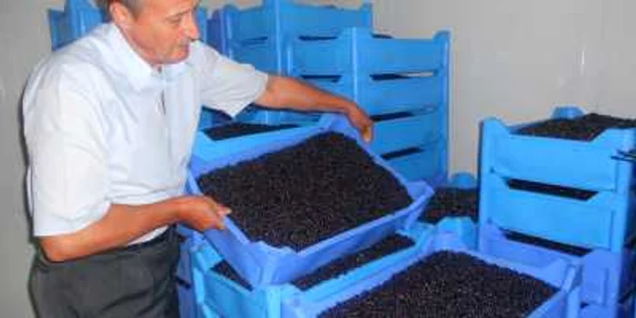 Localnicii din anumite zone ale județului trăiesc din culescu fructelor de pădure