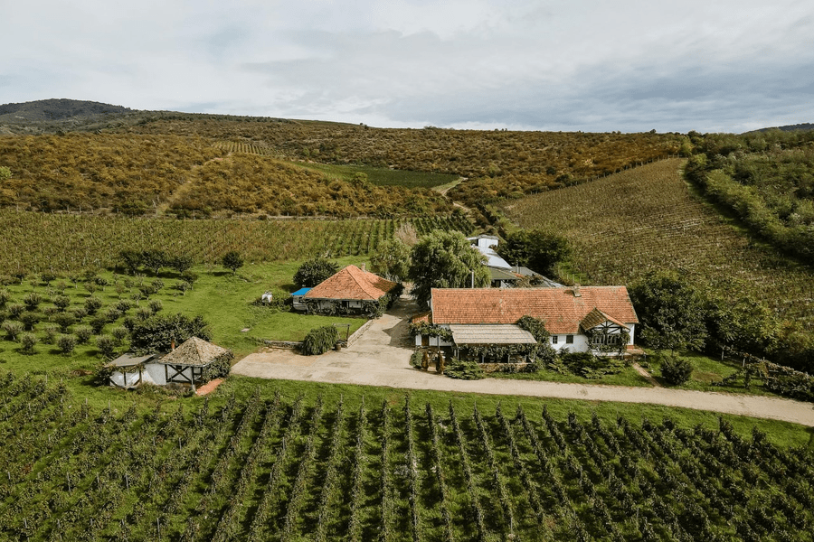 Cramă cu tradiție de 180 de ani, scoasă la vânzare „la pachet” cu butoaie și sticle de vin FOTO