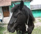 cezara JPG
