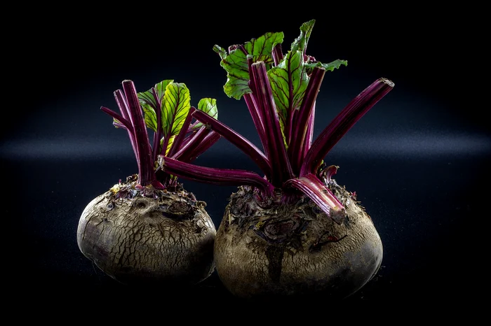 Sfeclă roșie - Foto: Pixabay