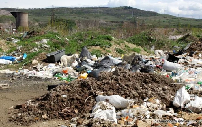 Gunoaiele de la marginea Hunedoarei. FOTO: Daniel Guţă. ADEVĂRUL.