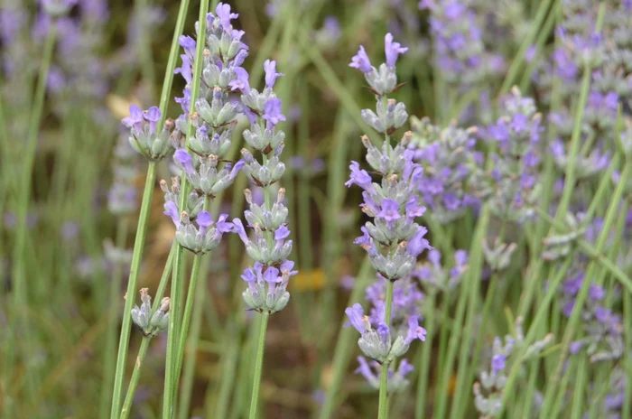 lavanda