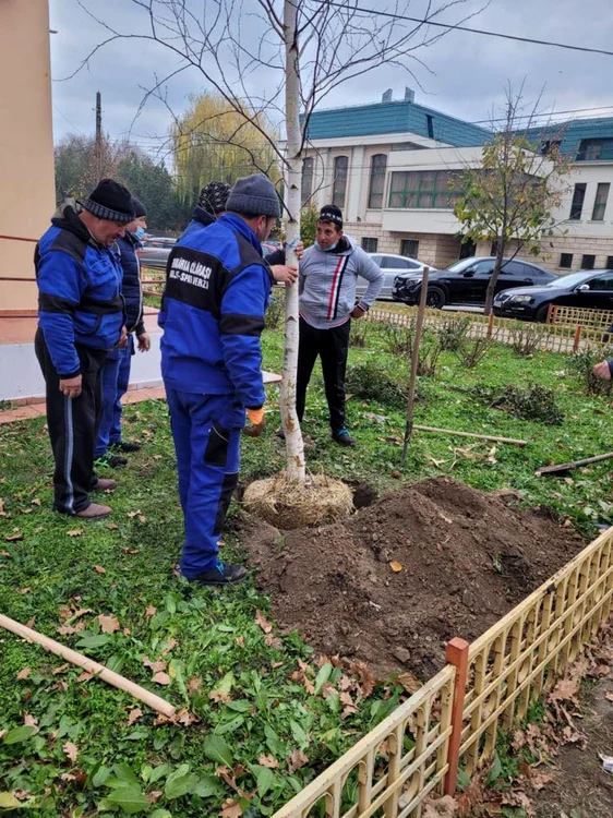 Primăria a demarat campania de plantare de arbori FOTO Facebook/PMC