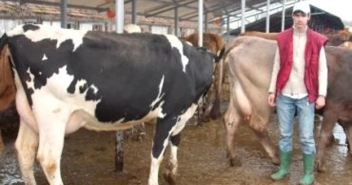 Gorjenii care vor lucra ca fermieri în Danemarca vor face cursuri de specialitate