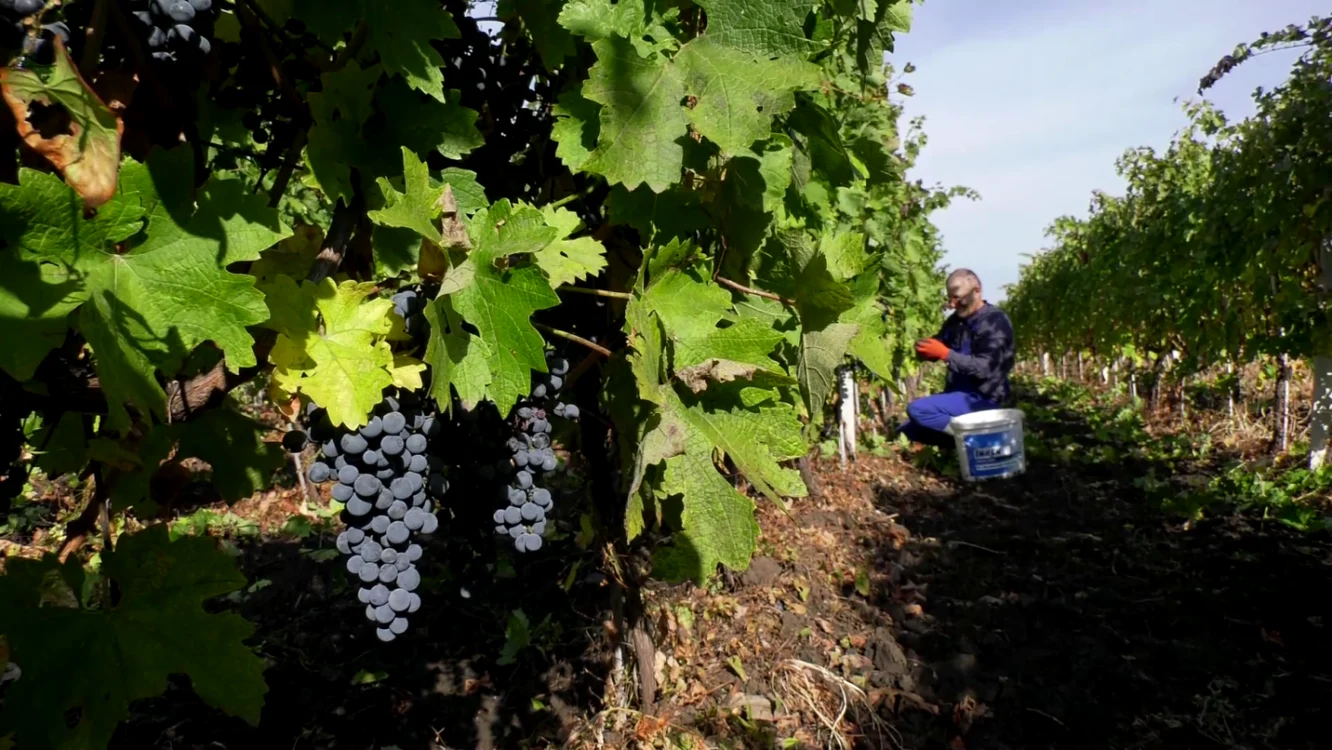 Marin Lupu şi familia sa au ieşit din nou la cules