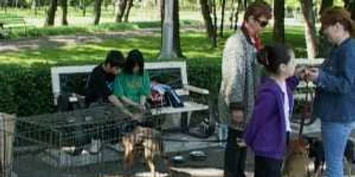 20 de câini şi 15 pisici vor fi oferite spre adopţie