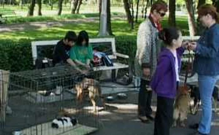 20 de câini şi 15 pisici vor fi oferite spre adopţie